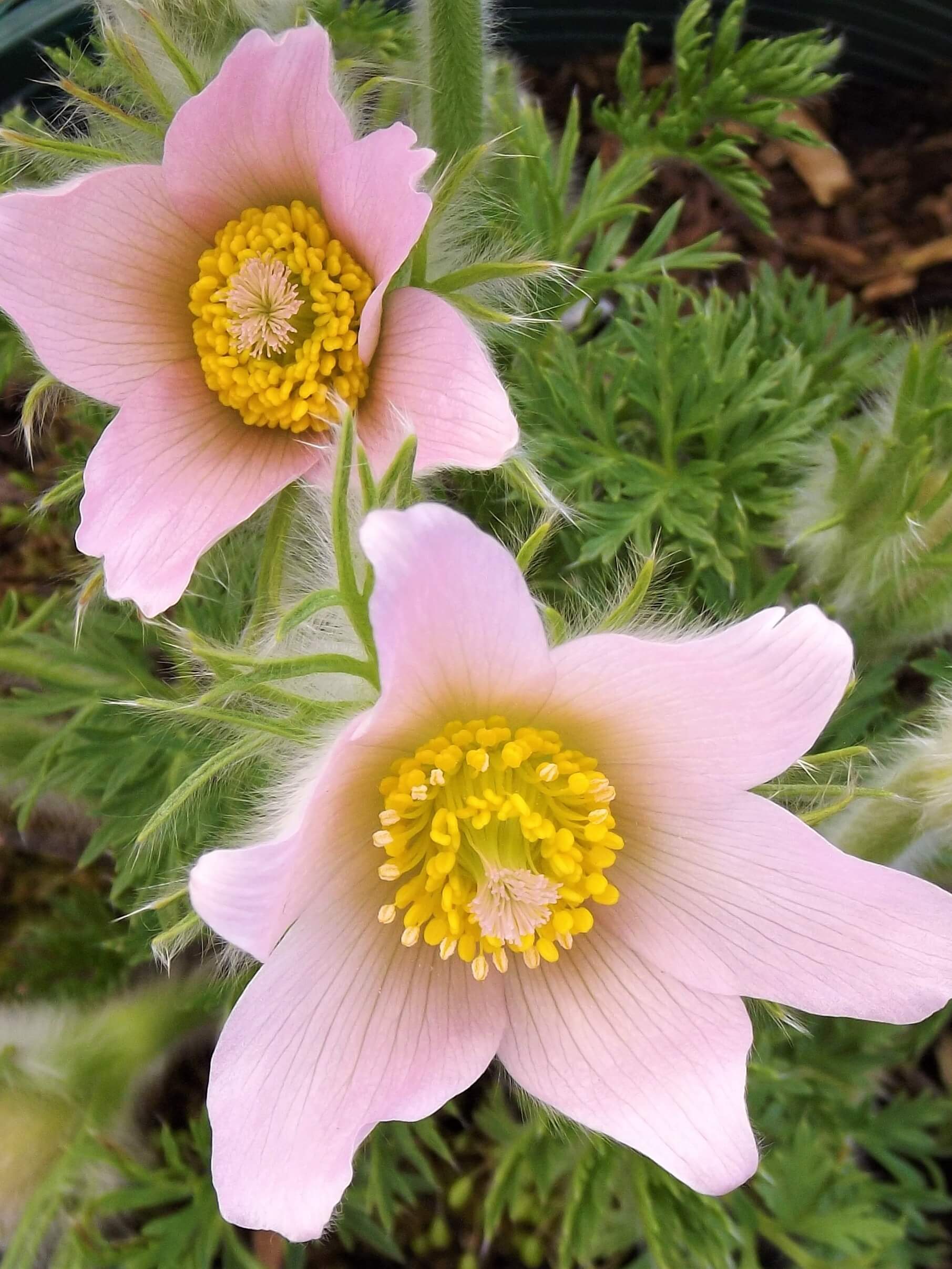 Awesome Anemones – Amsterdam Garden Centre