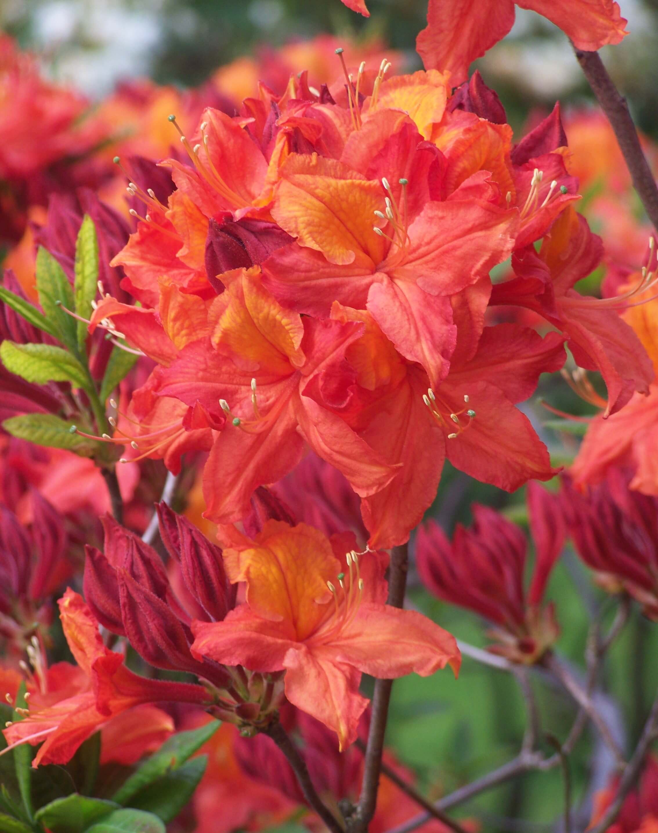 Deciduous azaleas shop