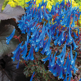 Feeling Blue? Your Guide to Azure Flowers and Foliage