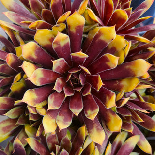 Perennials that Survive…Hot and Dry
