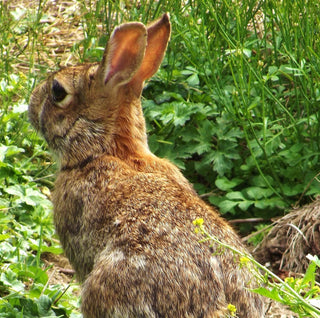 Perennials that Survive…Ravenous Rabbits