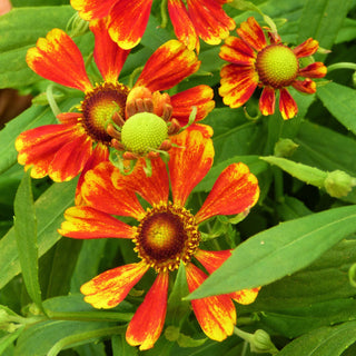 Signs of Fall