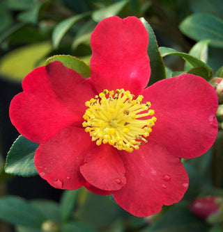 The Winter Camellia Misnomer