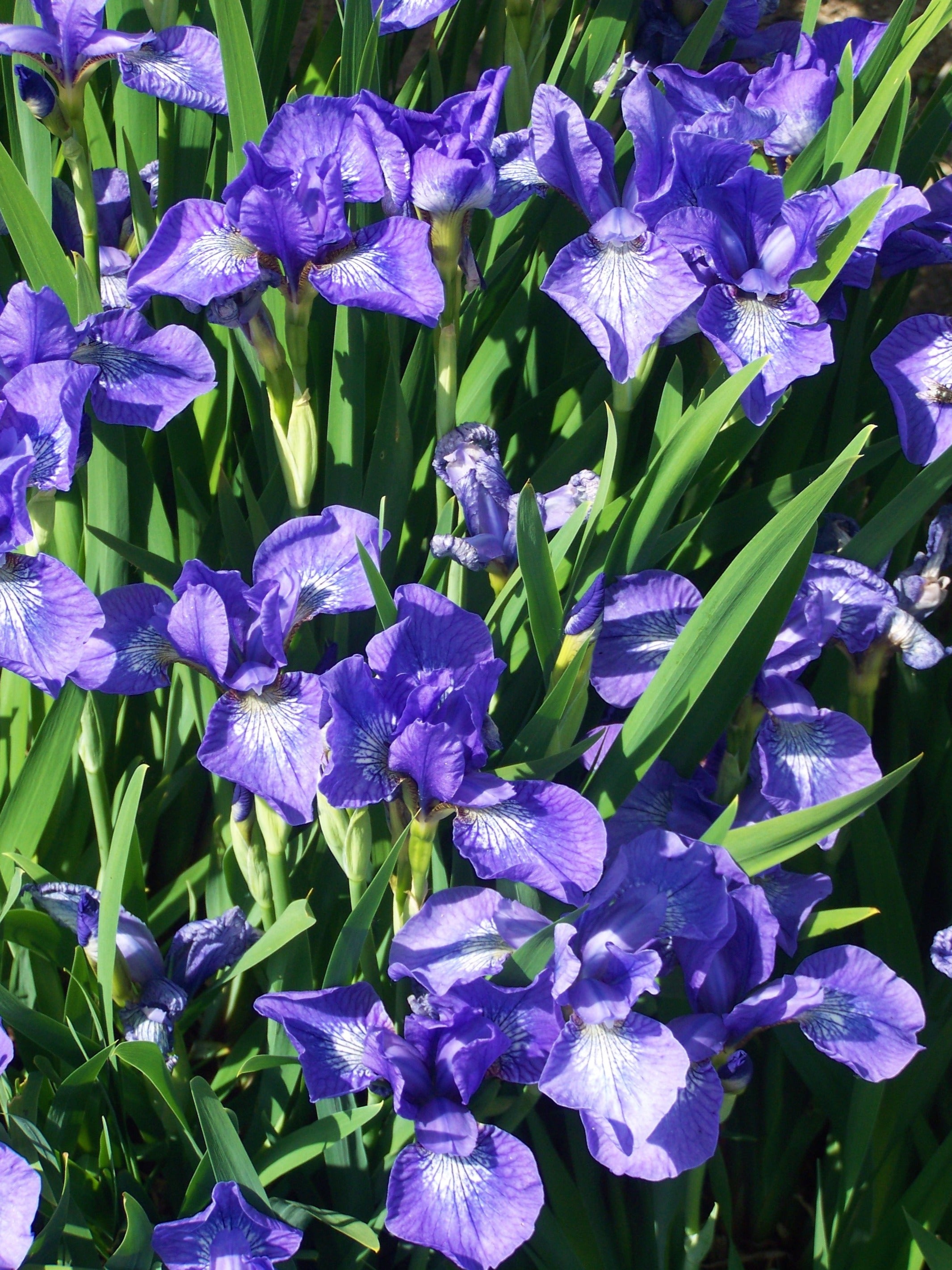 Irresistible Iris – Amsterdam Garden Centre