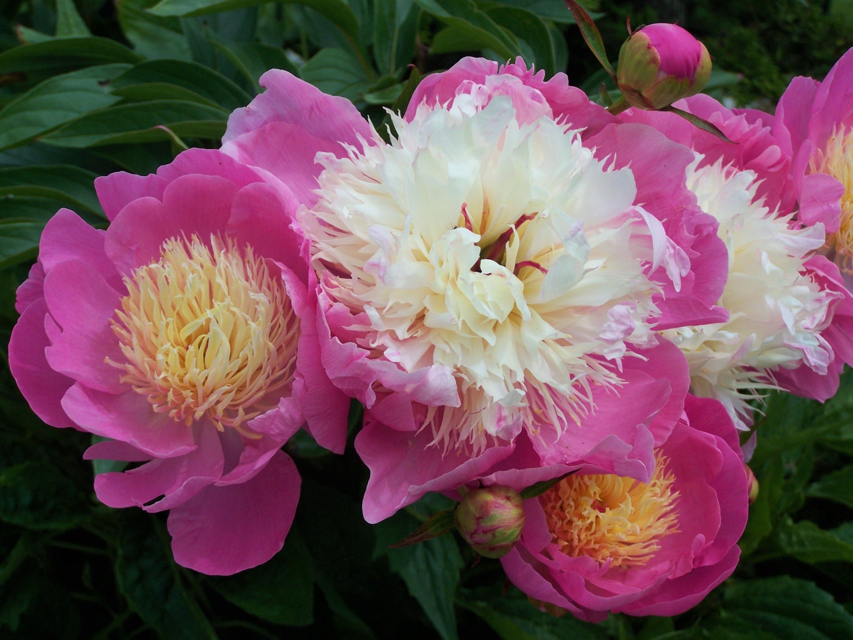 PAEONIA 'Top Brass' - Top Brass Garden Peony