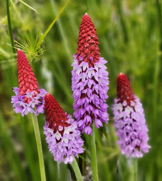 Perennials that Survive…Wet Soils