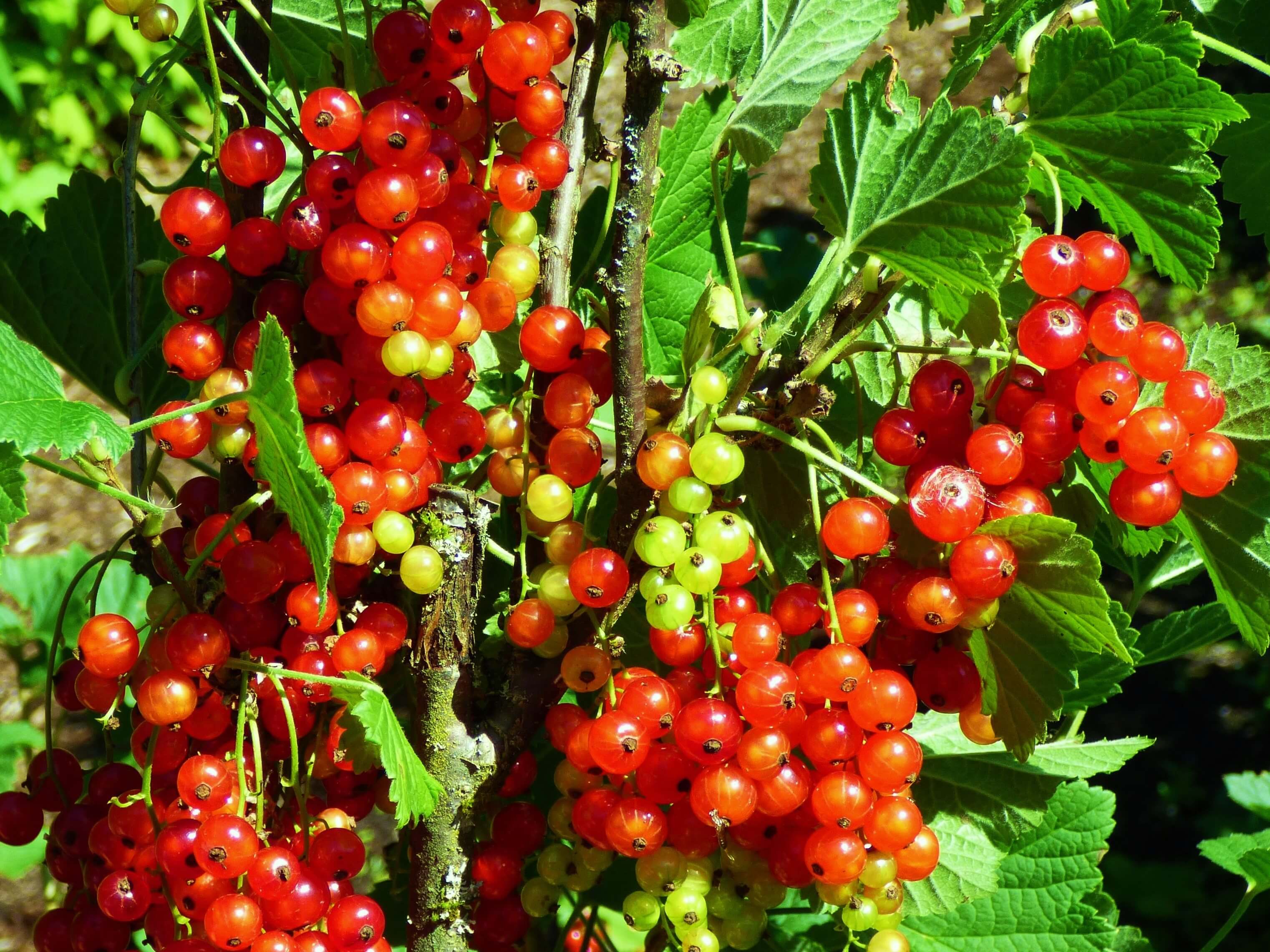 Identify Edible Berries How To Identify Wild Fruits Discover