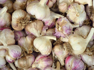 Growing Your Own Garlic