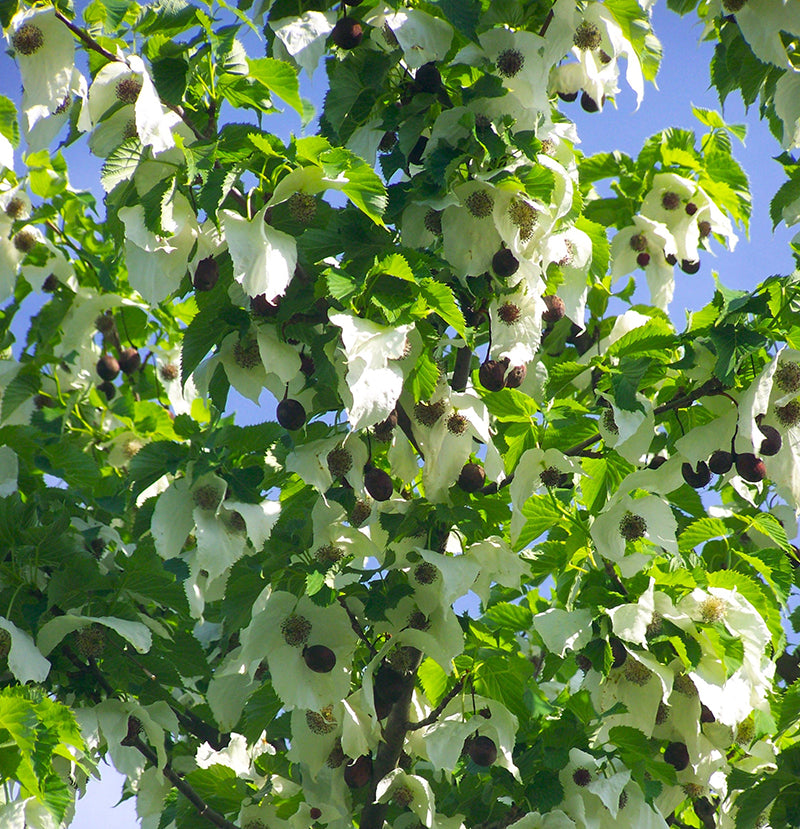 Blog - My Favourite Plants from Around the World | Amsterdam Garden Centre