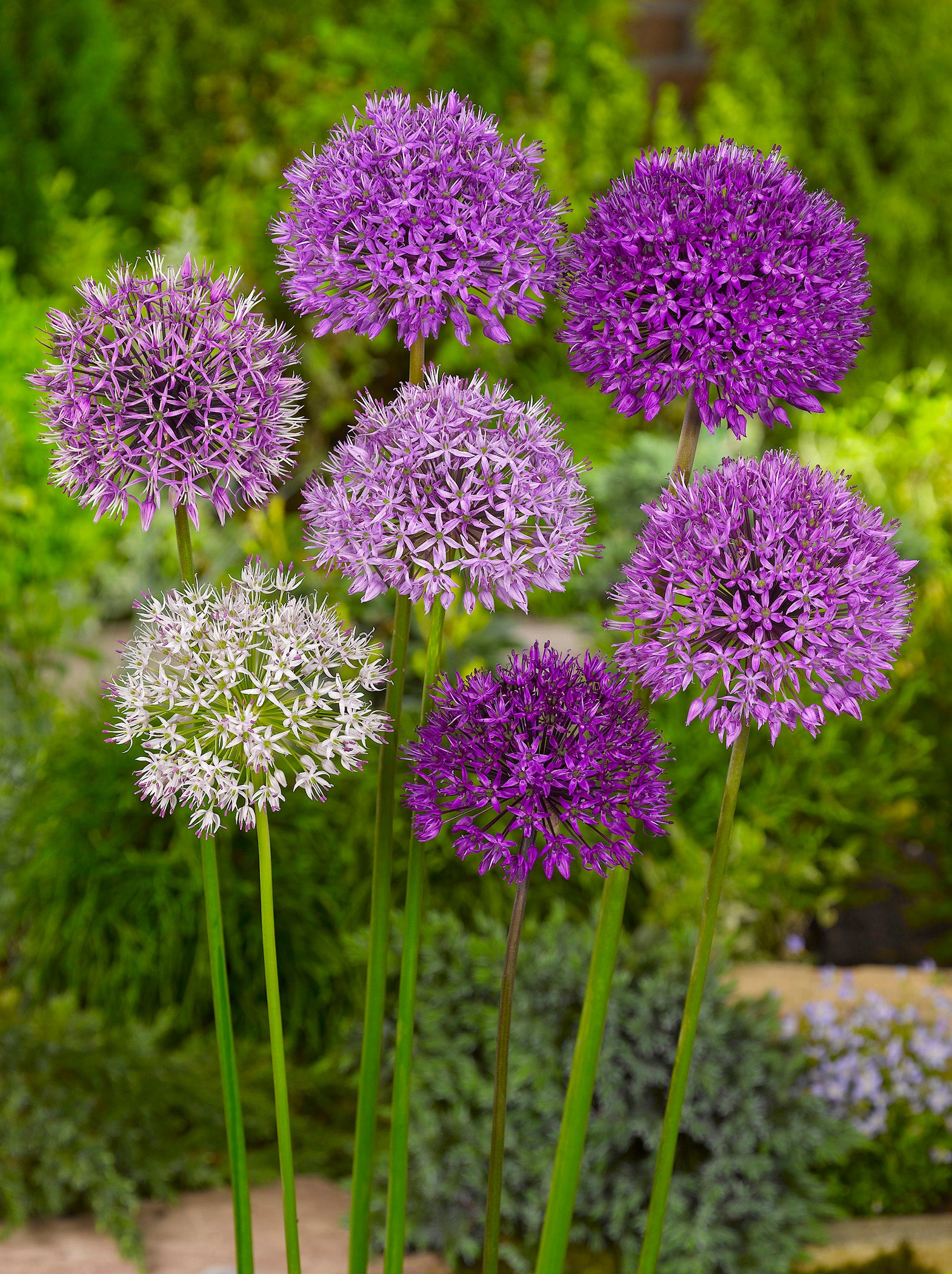 ［新品］SLOTHREAT Allium 新品］SLOTHREAT Allium Longfield Gardens Allium Perennial