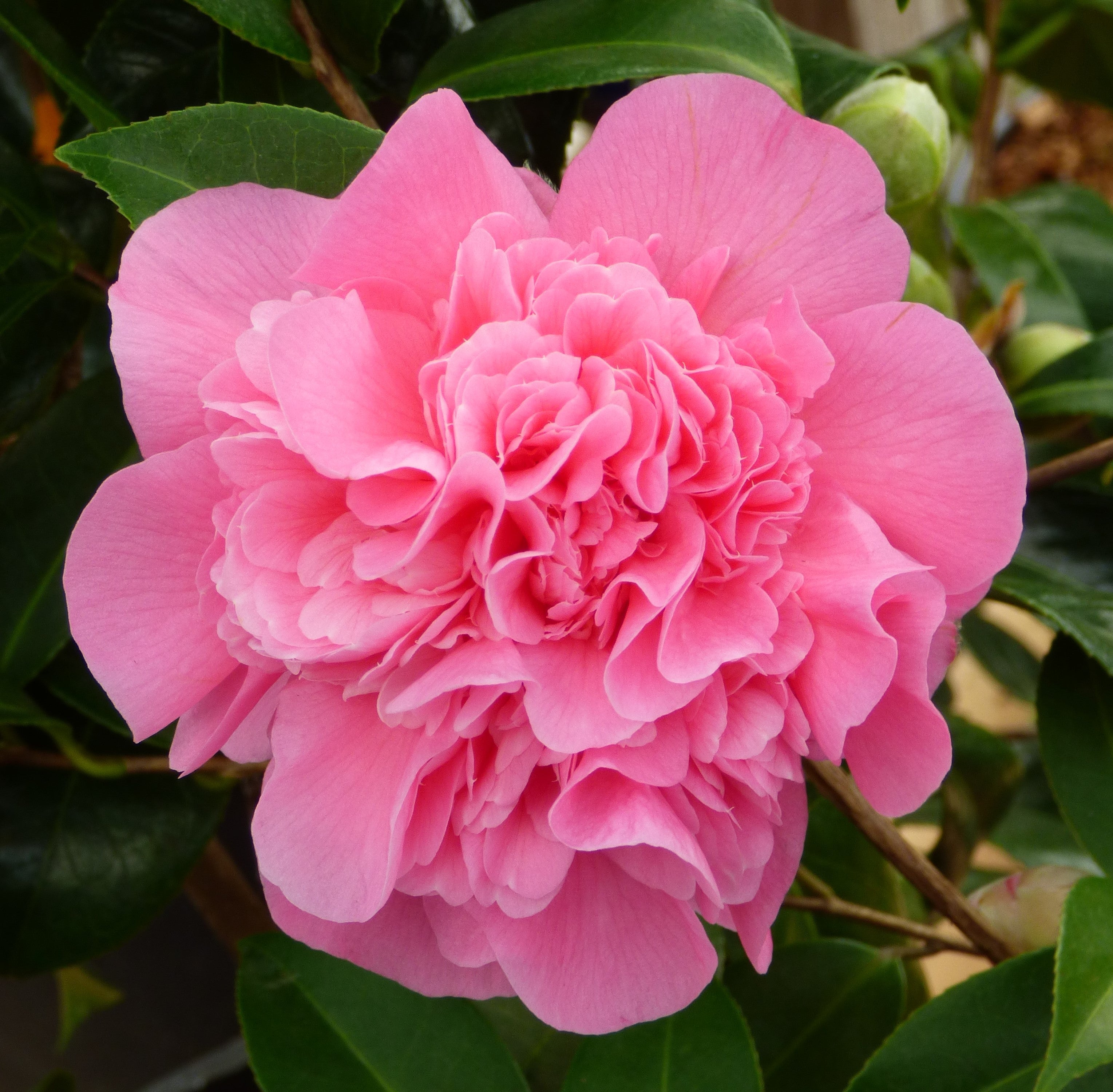 唾奇 - Camellia 2LP Camellias – Amsterdam Garden Centre