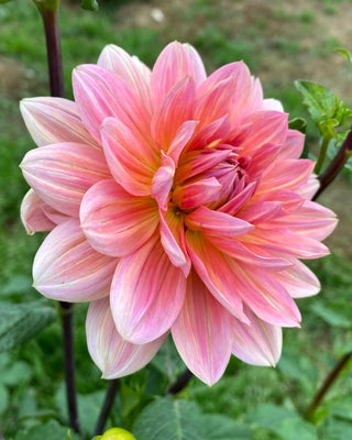 Dahlia 'Yvonne'