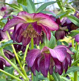 Hellebores