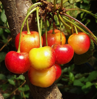Prunusavium 'Rainier' cherries on a cherry tree