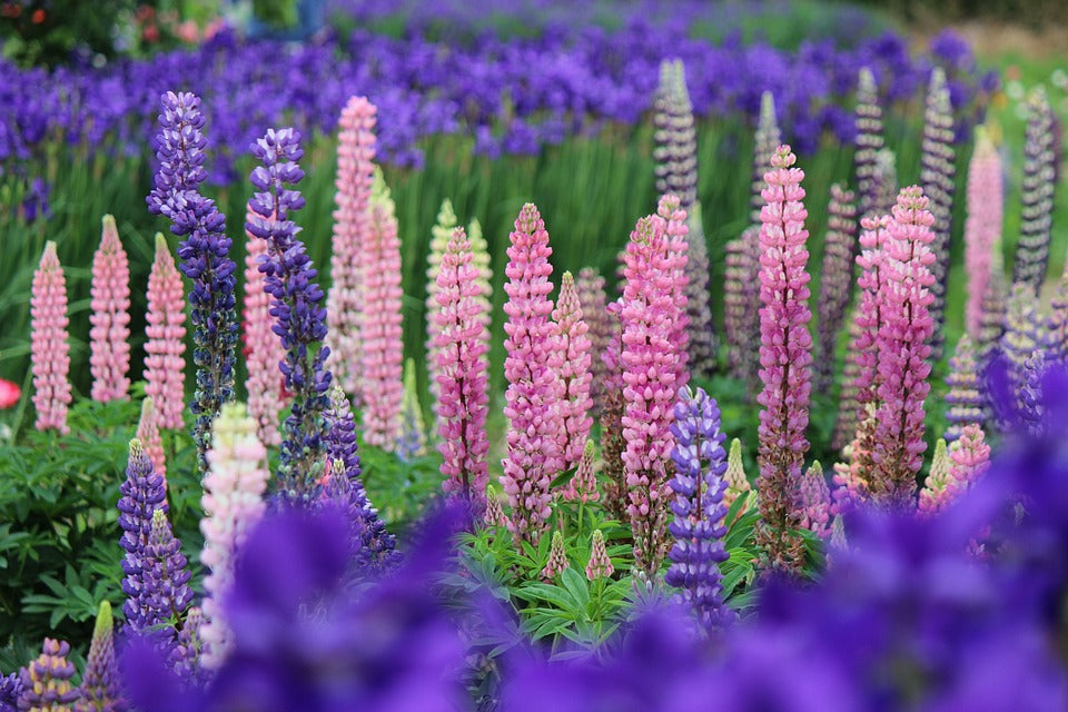 Rare Perennials – Amsterdam Garden Centre