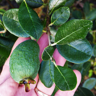 Pineapple Guava - Feijoa sellowiana ‘Kaiteri’