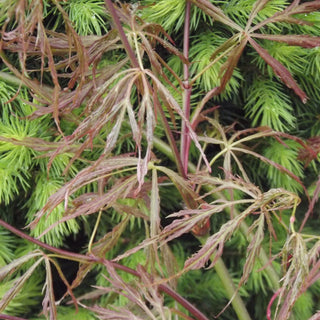 Acer palmatum var. dissectum 'Dr. Brown'