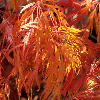 Acer palmatum var. dissectum 'Eagle’s Claw'