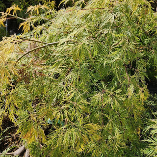 Acer palmatum var. dissectum 'Ellen'