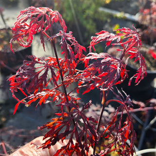 Acer palmatum var. dissectum 'Firecracker'