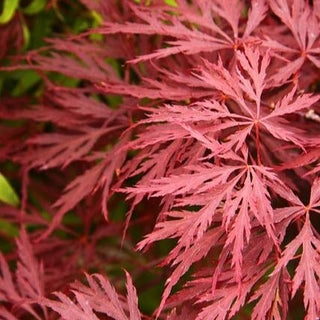 Acer palmatum var. dissectum 'Garnet Tower'