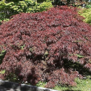 Acer palmatum var. dissectum 'Gloucester Red Select'