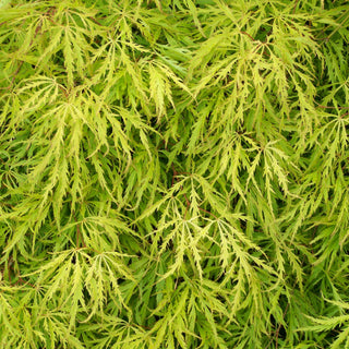 Acer palmatum var. dissectum 'Green Filigree'