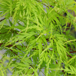 Acer palmatum var. dissectum 'Green Mist'