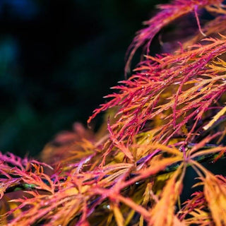 Acer palmatum var. dissectum 'Hana Matoi’