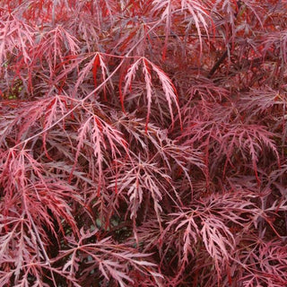 Acer palmatum var. dissectum 'Inaba Shidare’