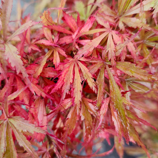 Acer palmatum ‘Jerre Schwartz'