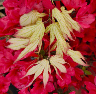 Acer palmatum Peaches and Cream