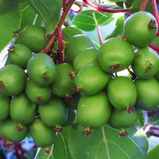 Kiwi - Actinidia arguta ‘Prolific’