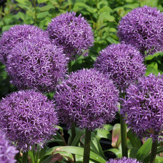 Allium 'Giganteum'