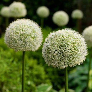 Allium ‘White Giant’
