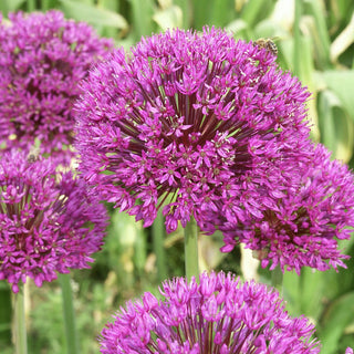 Allium ‘Purple Sensation’
