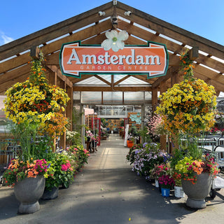 Amsterdam Garden Centre Moss Hanging Basket
