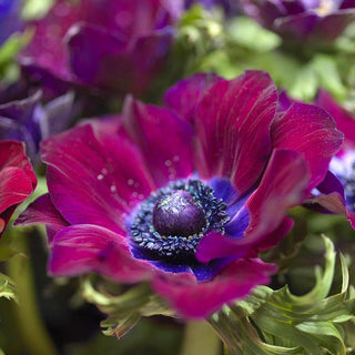 Anemone ‘Bordeaux’