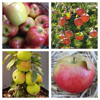 Apple - 3-Way Combination Apple Tree (M26 Rootstock)