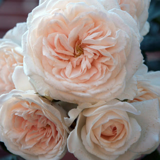 Rose ‘Arborose Honeymoon’