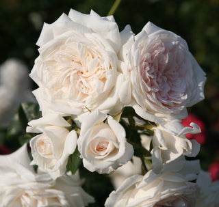 Rose ‘Arborose Honeymoon’