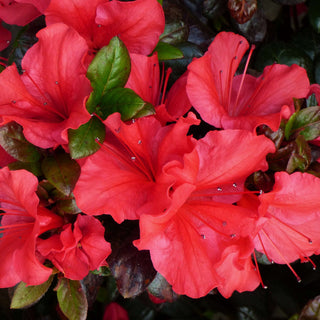 Azalea Hahn's Red