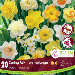 Spring Mix Narcissi