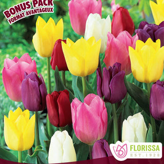 Tulip 'Rainbow Mix'