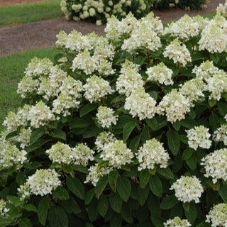Hydrangea paniculata 'Baby Lace'