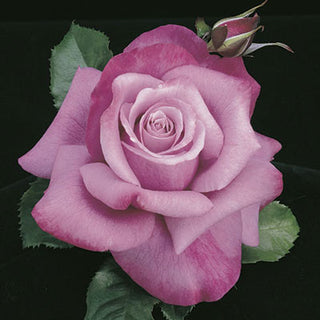 Rose ‘Barbra Streisand’