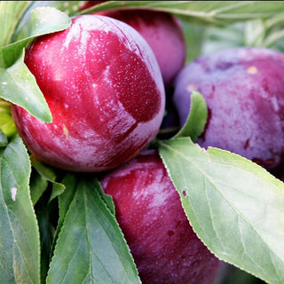 Plum - Prunus salicina ‘Beauty’