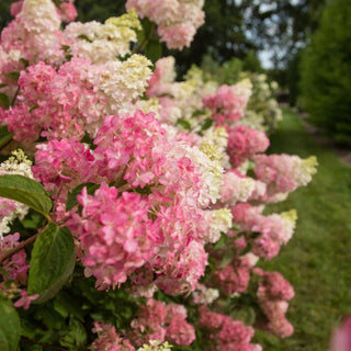 Hydrangea paniculata 'Berry White'