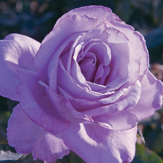 Rose ‘Blue Girl’