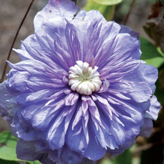Clematis ‘Blue Light’